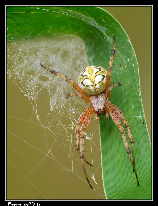 Neoscona adiantha e Thomisus onustus